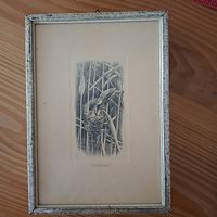 Kupferstich Tauchrohrsänger