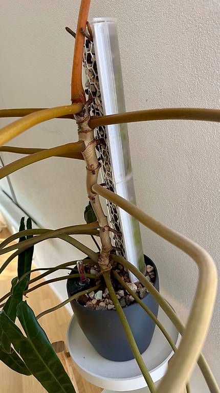 Piante & sementi: Grosse Philodendron billietiae, 120cm, Lechuza – Nuovo e nell'imballaggio originale da Aadorf venduto da Arkabraa 2