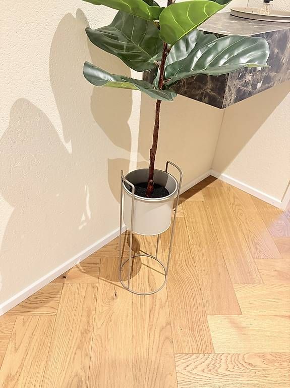 Alle Dekorationen: Kunst Geigenfeige inkl. Topf – Gebraucht aus Stäfa von Armin_Dervic 2