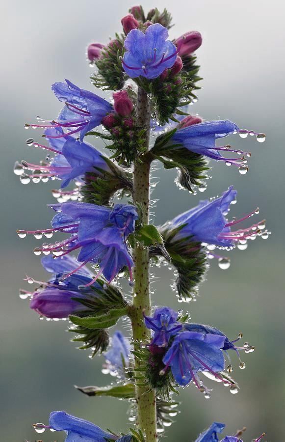 Piante & sementi: 100 Samen Blauer Natternkopf Wildblume – Nuovo (secondo la descrizione) da Ehrendingen venduto da VerveinaSamen 2