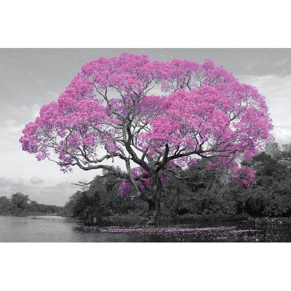 Foto & Immagini: Poster Tree Blossom – Nuovo (secondo la descrizione) da Schwyz venduto da rs-trend