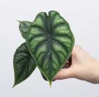 Alocasia Dragon Scale Rizhom