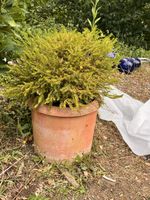 Pflanze mit Topf ,H: 79 cm (312)
