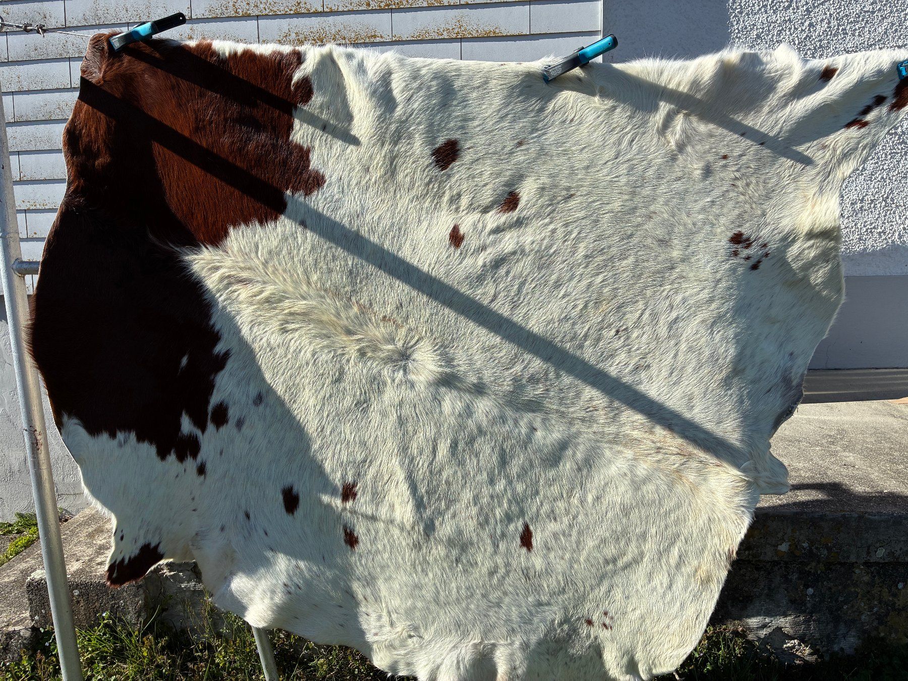 Il mondo degli animali: echtes Texas Longhorn Leder/Fell – Usato da Holziken venduto da Hardhof11