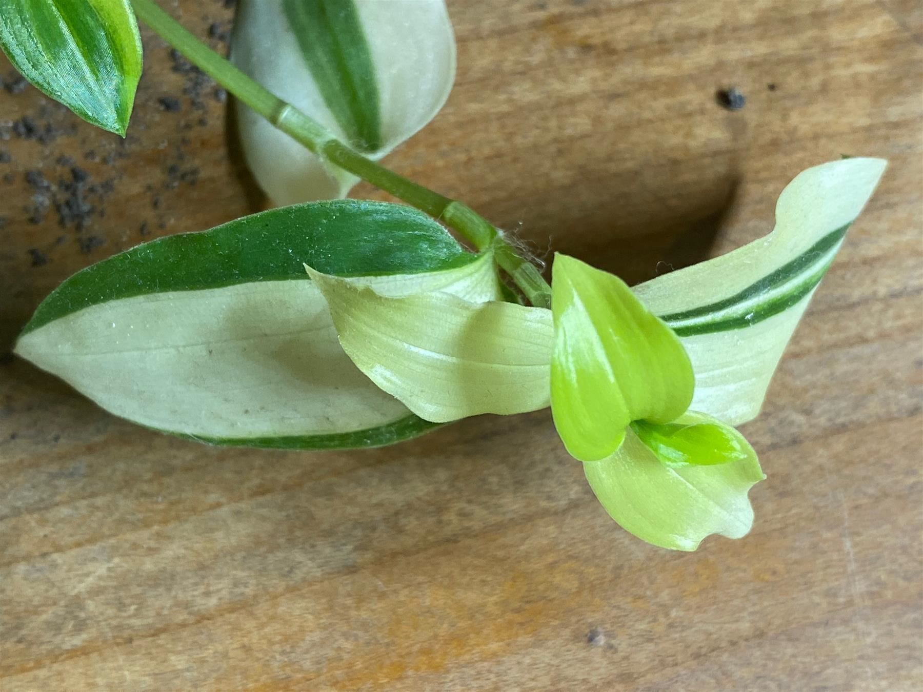 Piante & sementi: Tradescantia fluminensis variegata – Nuovo (secondo la descrizione) da Winterthur venduto da Aniger 5