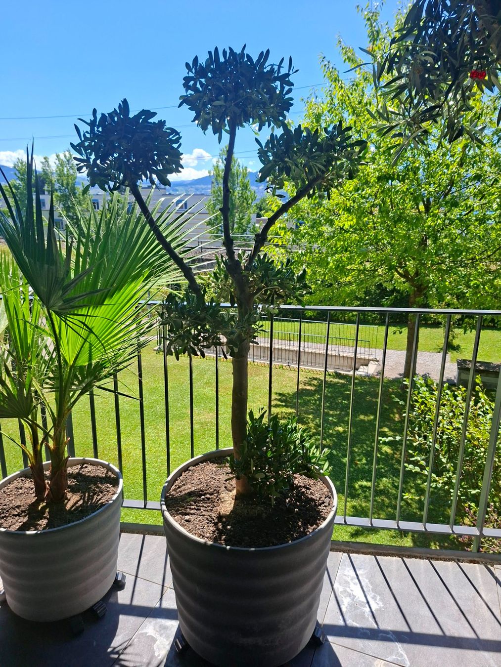 Pflanzen & Samen: Bonsai Olivenbaum – Neu (gemäss Beschreibung) aus Männedorf von Olivenbaum26 2