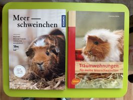 Meerschweinchen Haltung Bessere Einrichtung