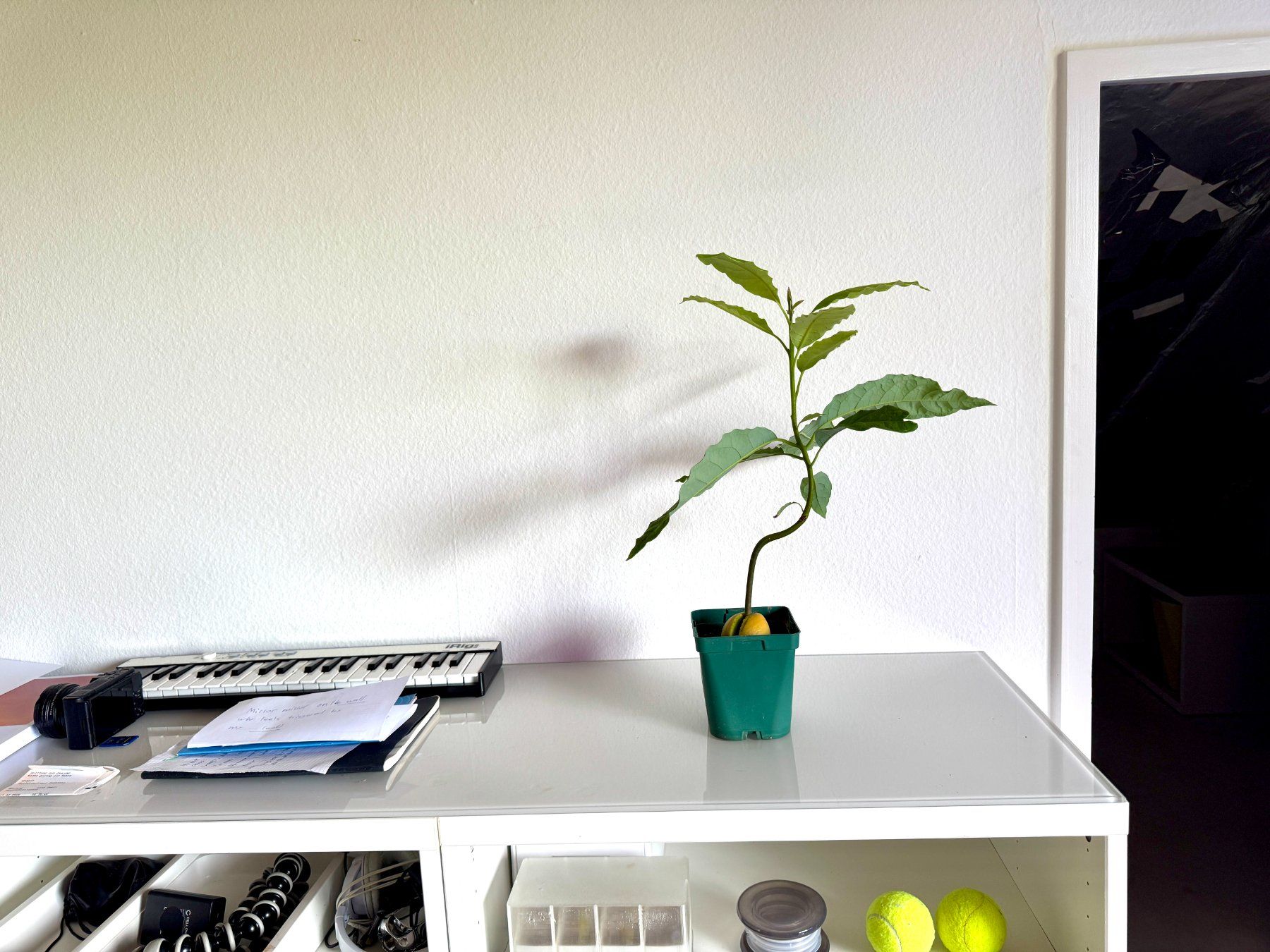 Plantes & graines: Avocado Baum (curved trunk) – Neuf (Voir description) à Schlieren par Edgar_k 1