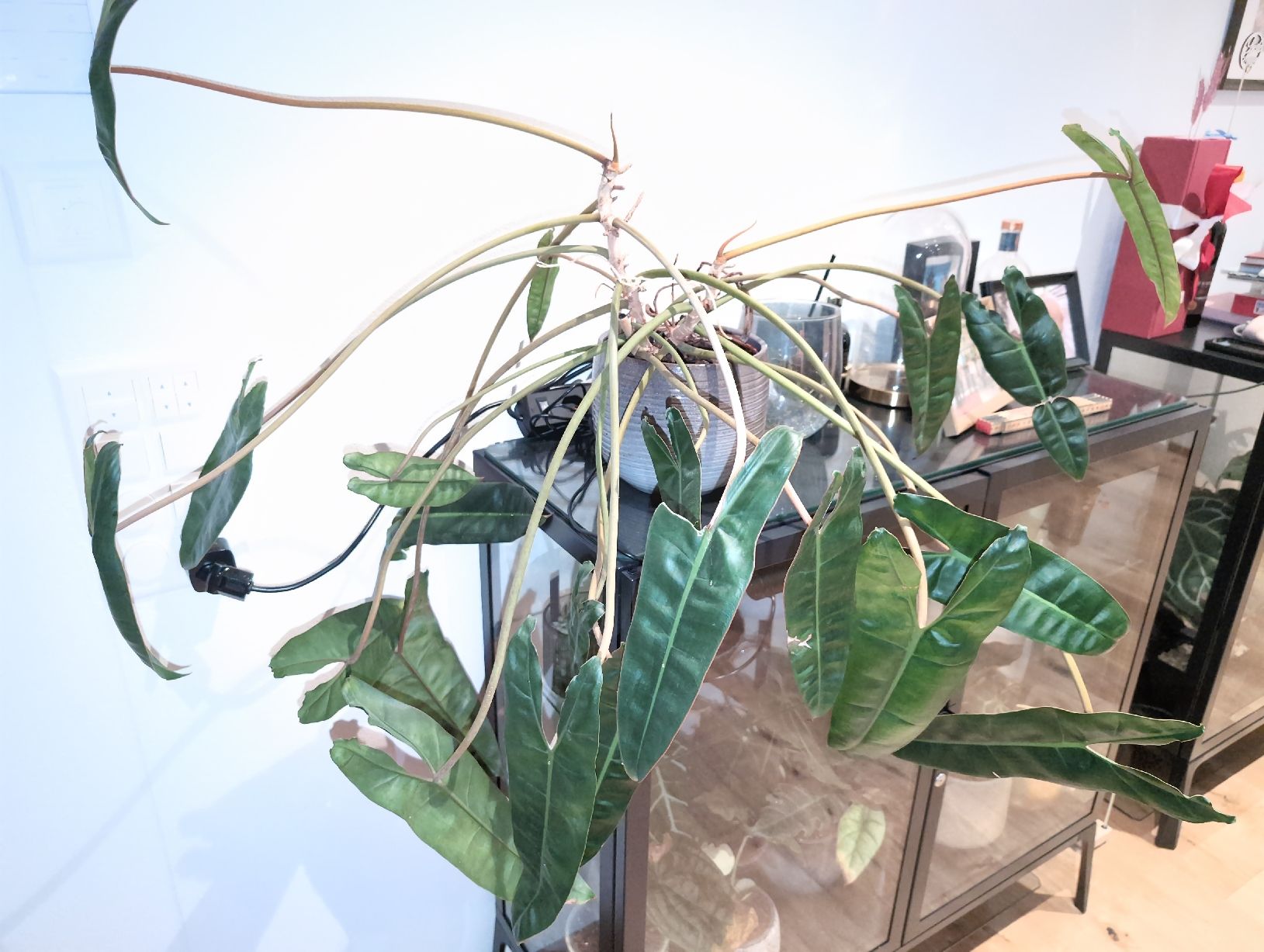Piante & sementi: XXL Philodendron billietiae – Usato da Bern venduto da JennisJungle