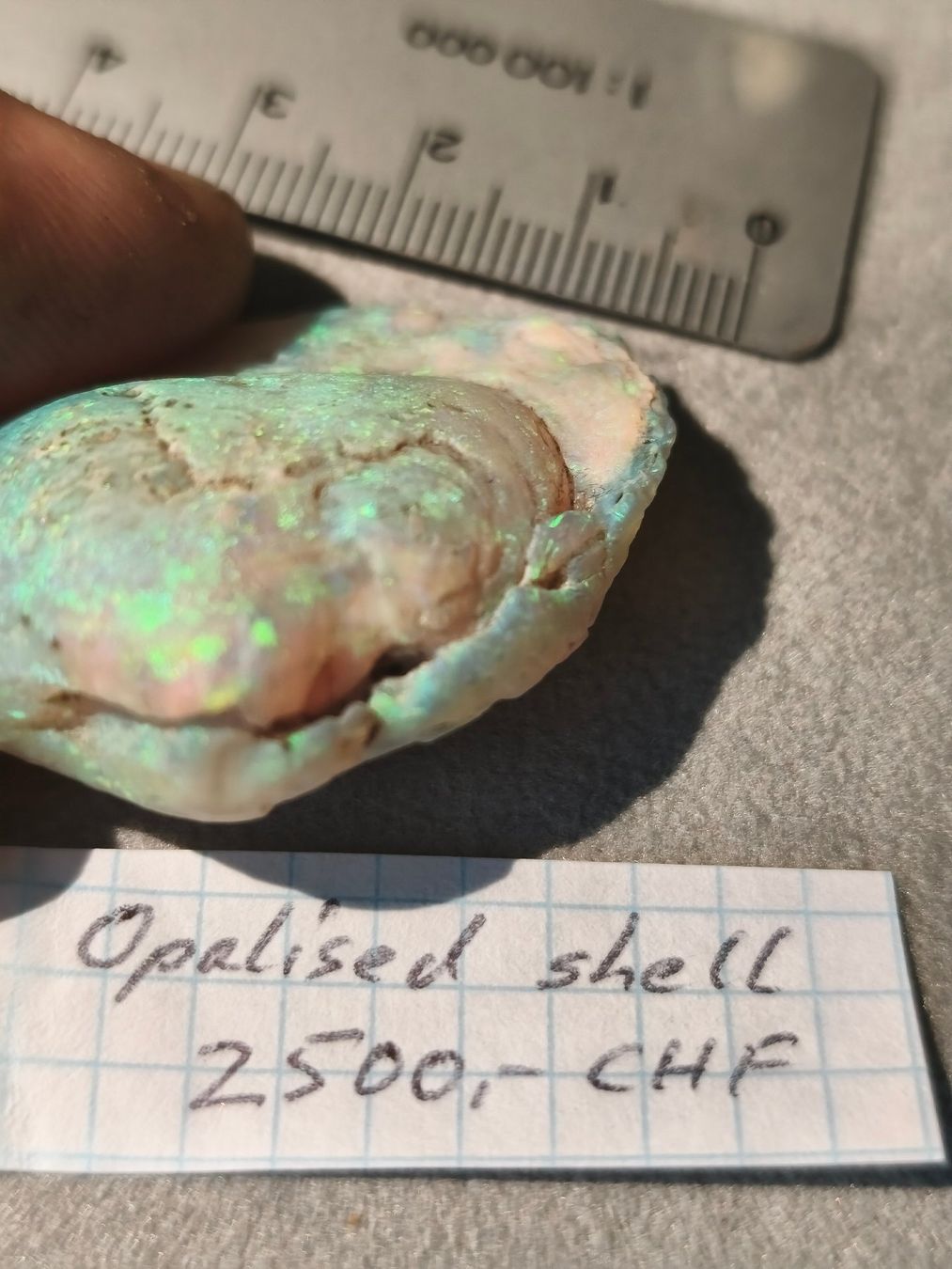 Fossili: Opalisierte Muschel, Fossil – Nuovo (secondo la descrizione) da Dieterswil venduto da Opal66 2