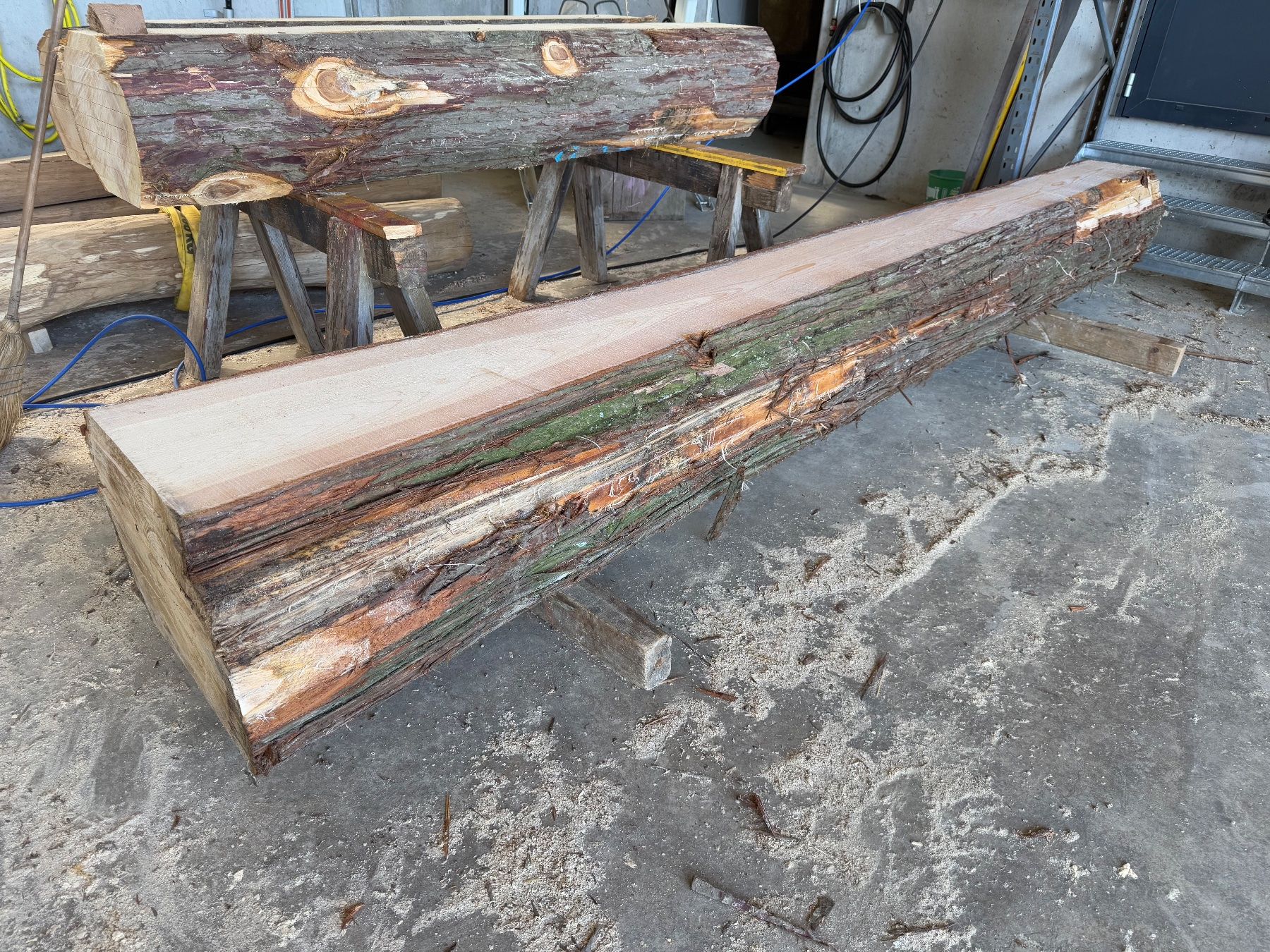 Articoli in legno: Thuja Bretter ganzer Stamm – Usato da Holziken venduto da Timbergrizzly 3
