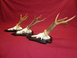 Reh, Geweihe, Trophäe, Horn, Dekoration, Jagd Abwurfstangen