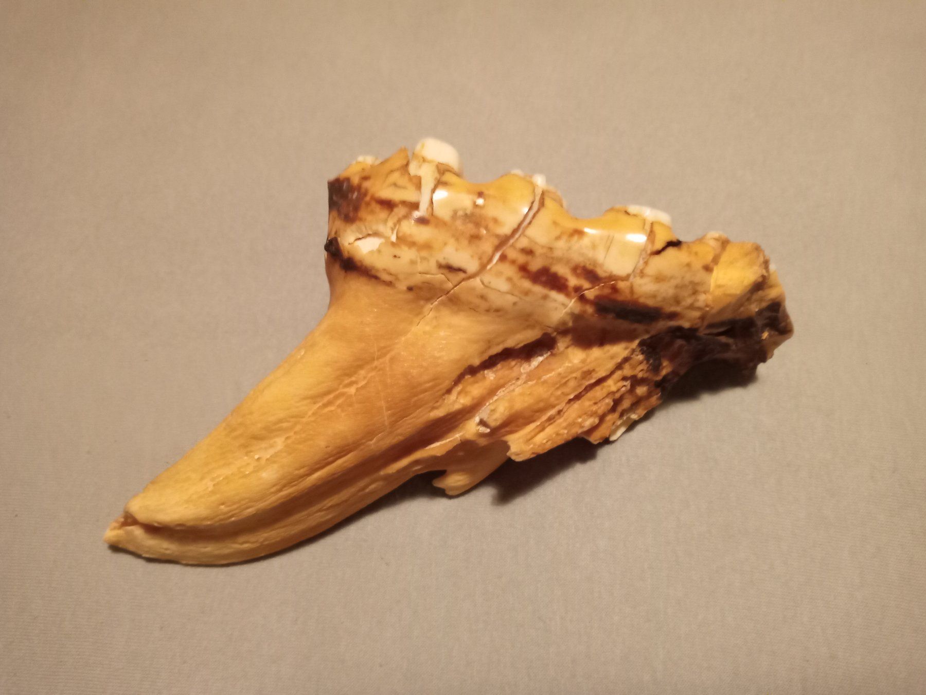 Fossili: fossile Backenzahn (Molar) eines Elefanten ? – Usato da Prez-vers-Siviriez venduto da Monija70 1