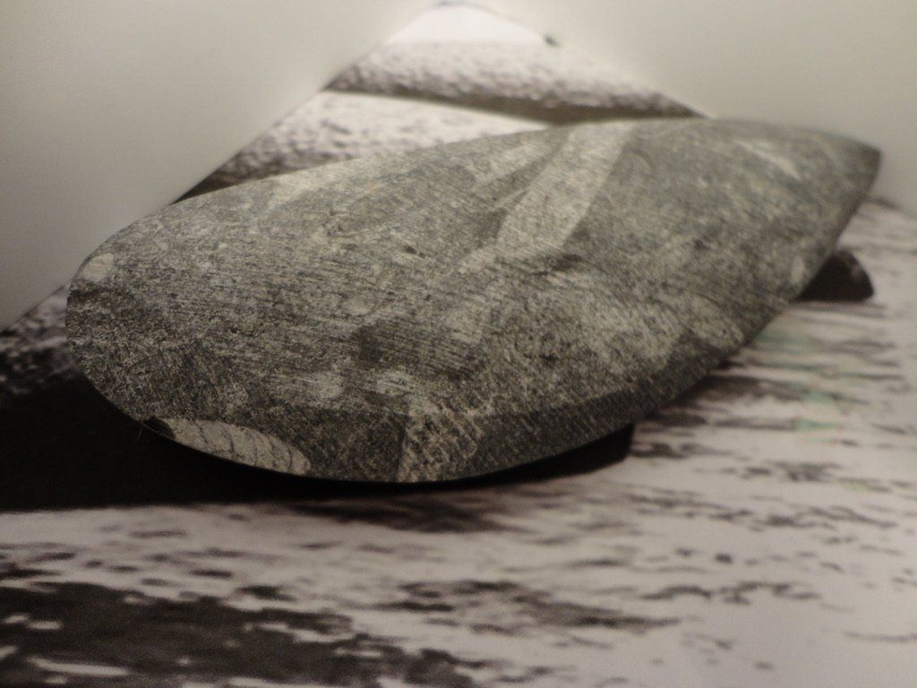 Fossili: Orthoceras – Nuovo (secondo la descrizione) da Biberist venduto da Steine 2