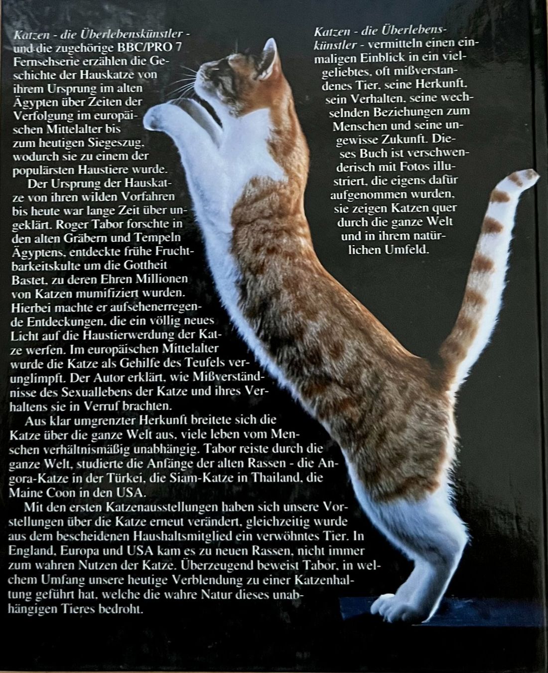 Libri: Buch - Katzen / Die Überlebenskünstler – Usato da Leimbach TG venduto da manu-tg 1
