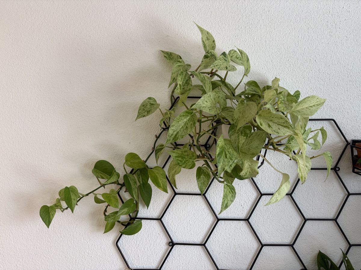 Piante & sementi: Epipremnum Marble Queen Wasserzucht – Usato da Baar venduto da annasorbian