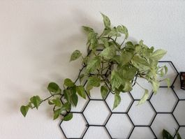 Epipremnum Marble Queen Wasserzucht