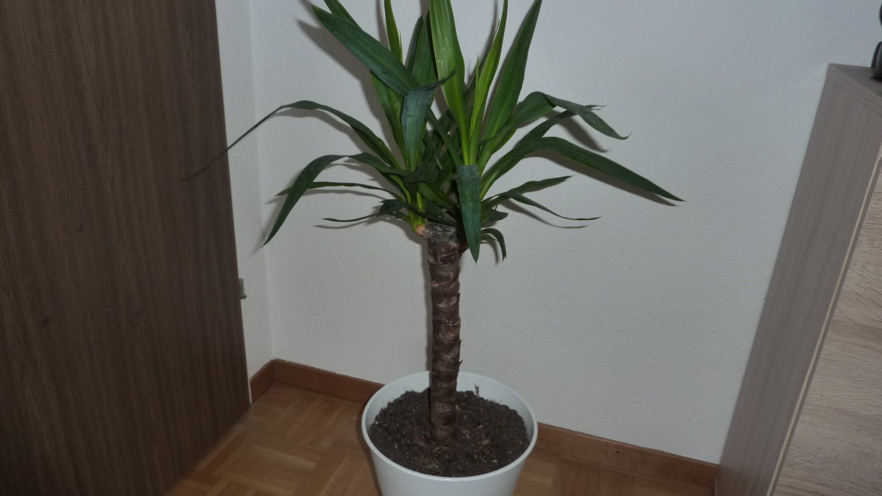 Piante & sementi: yucca  palme – Nuovo (secondo la descrizione) da Füllinsdorf venduto da pmarkus 2