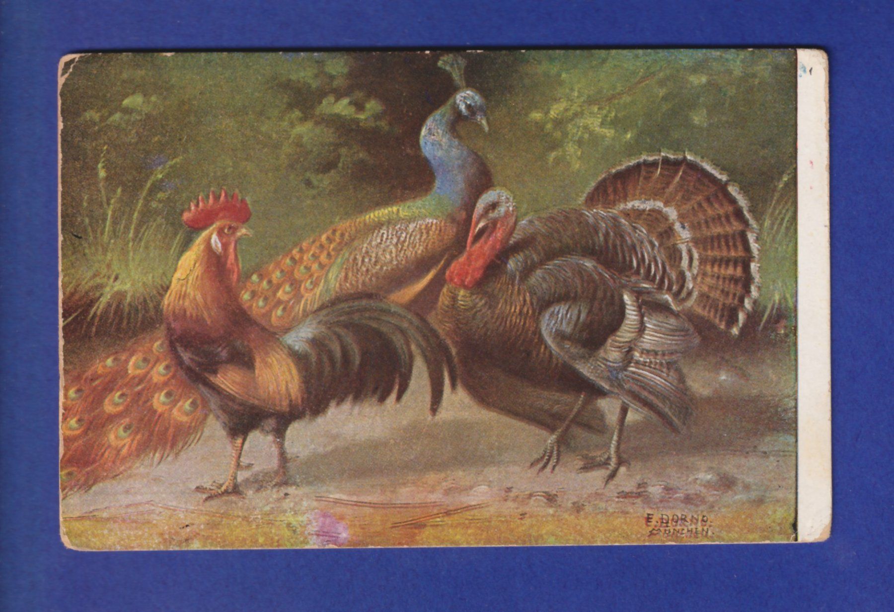Cartoline postali: OISEAU - Coq, dindon et paon – Usato da Pully venduto da nicecards-shop