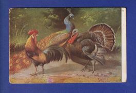 OISEAU - Coq, dindon et paon