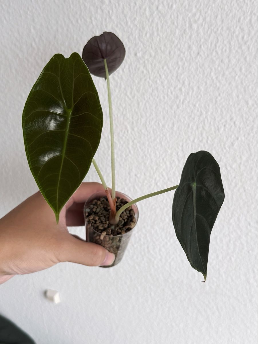 Piante & sementi: Alocasia Sedenii – Nuovo (secondo la descrizione) da Bern venduto da Lucas_Ma 2