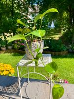 🌿 Efeutute (Epipremnum aureum) in Hydrokultur mit Topf🌿