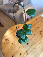 Wunderschöne Hoya Deykei Jungpflanze für dein Zuhause! Nr.2