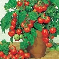 Vilma - Balkontomate / Cherrytomate - 20 Samen