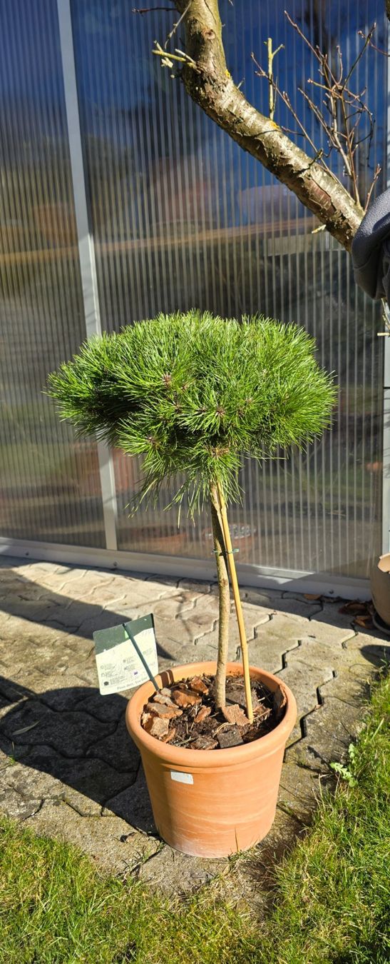 Piante & sementi: Pinus densiflora Low Glow – Nuovo (secondo la descrizione) da Aarburg venduto da popkorn65 1