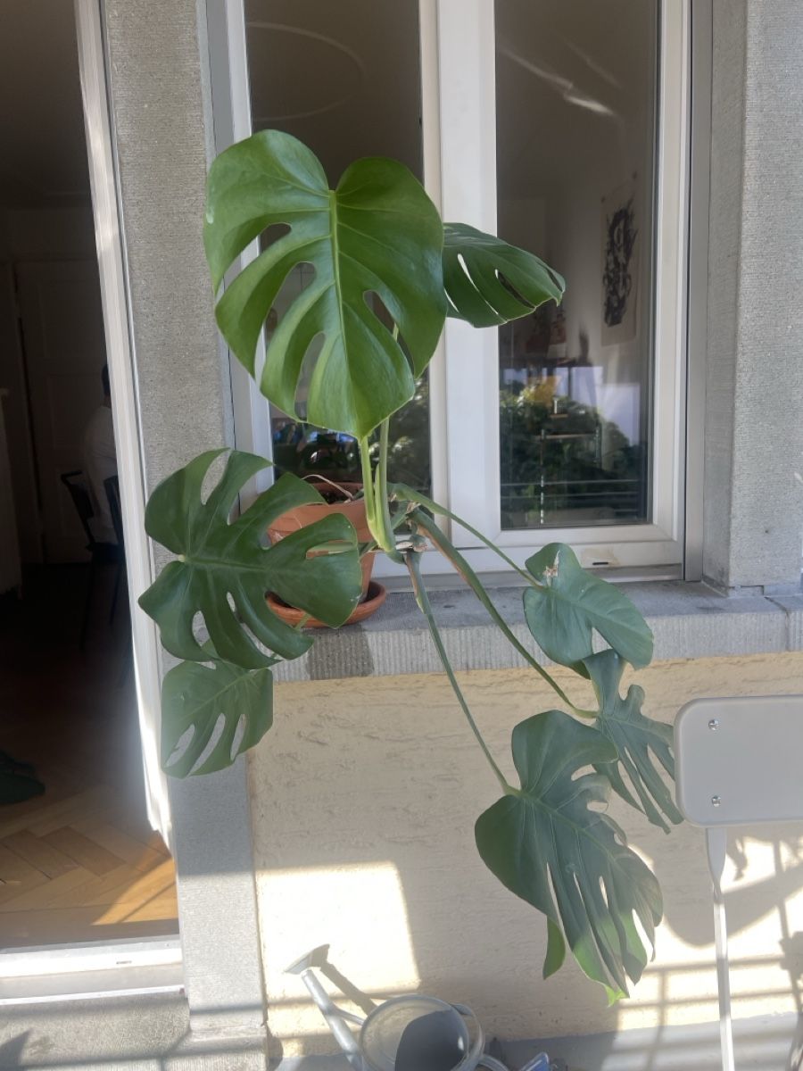Pflanzen & Samen: Monstera im Tontopf – Gebraucht aus Zürich von mdeven_14171170 1
