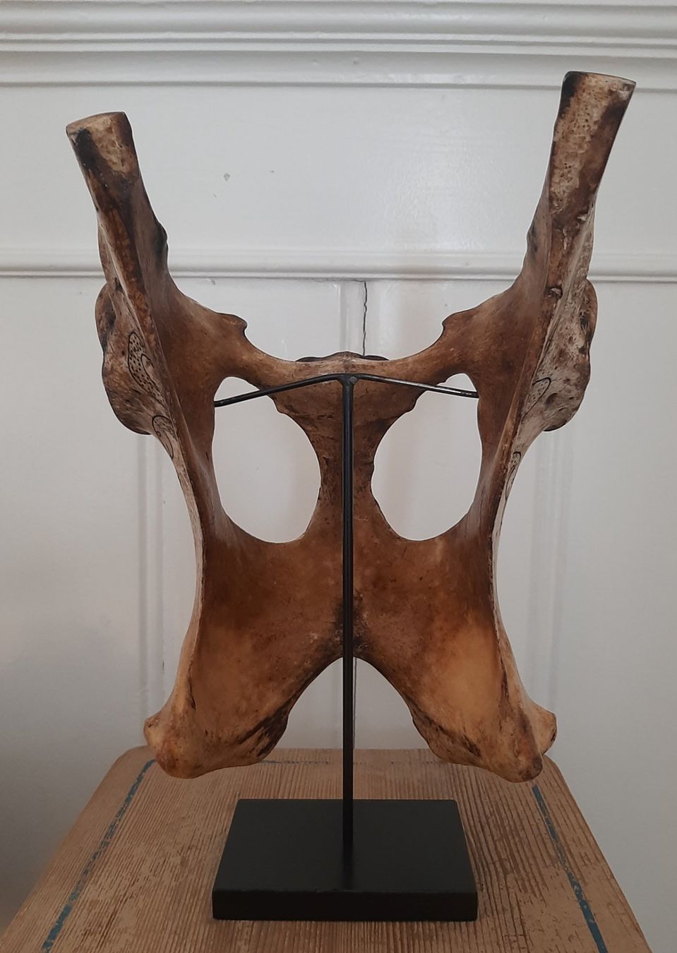 Altro in Antiquarato & Arte: Alte Dayak Knochenmaske Sumatra – Usato da Arbon venduto da torso444 3