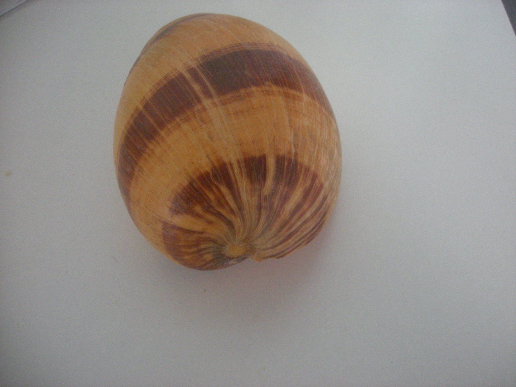 Fossili: Riesengrosse Muschel Philippinen 14 cm – Usato da Spreitenbach venduto da Sniper8952 1