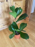 Geigenfeige Ficus Lyrata Zimmerpflanze im Topf grün