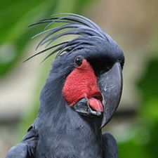 Profile image of Cacus