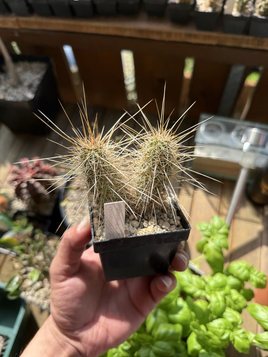 Piante & sementi: Echinocereus apachensis – Usato da Rorbas venduto da SimS0n 1