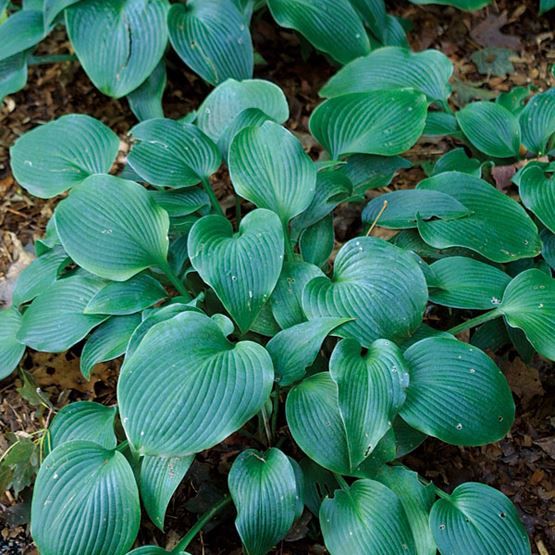 Pflanzen & Samen: Hosta 'Halcyon' 2 PLANTS – Neu (gemäss Beschreibung) aus Bremblens von FIBONACCI369 1
