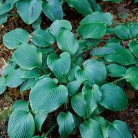 Hosta 'Halcyon' 1 PLANT