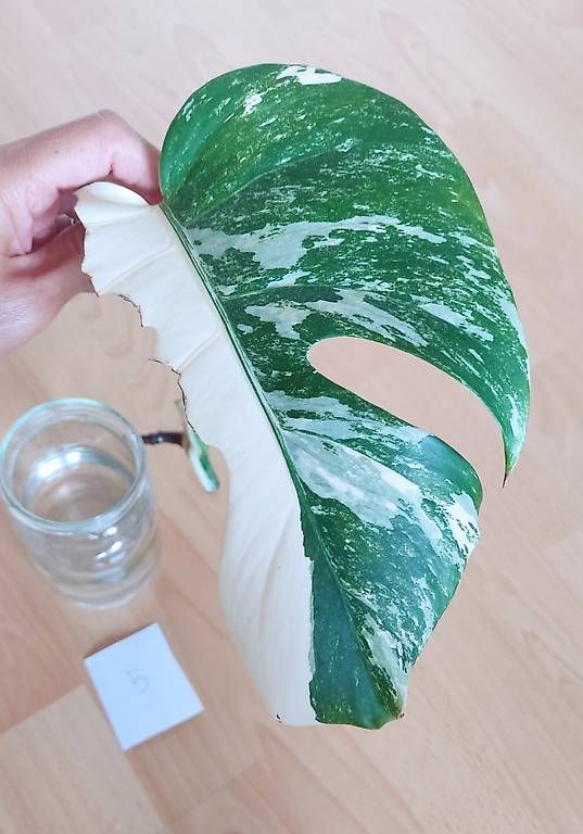 Pflanzen & Samen: Monstera Deliciosa Albo Variegata 5. – Gebraucht aus Ebnat-Kappel von Zearara 1