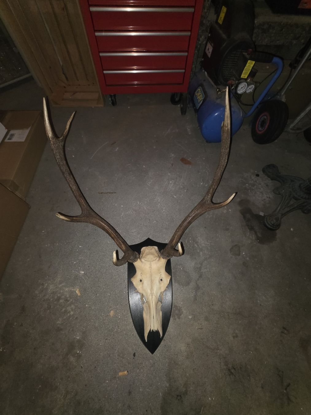 Altre raccolte & rarità: Hirschgeweih – Usato da Hasle LU venduto da Auctions_Hunters
