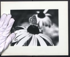 Fotografie Mikroaufnahme Schmetterling B