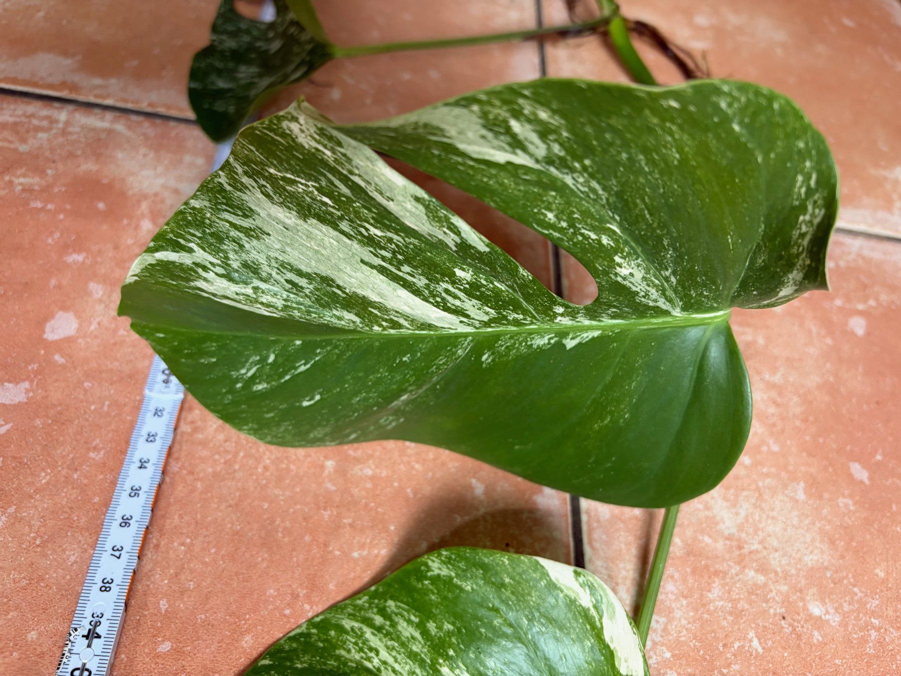 Piante & sementi: Monstera variegata, bewurzelter Steckling – Nuovo (secondo la descrizione) da Winterthur venduto da Aniger 4