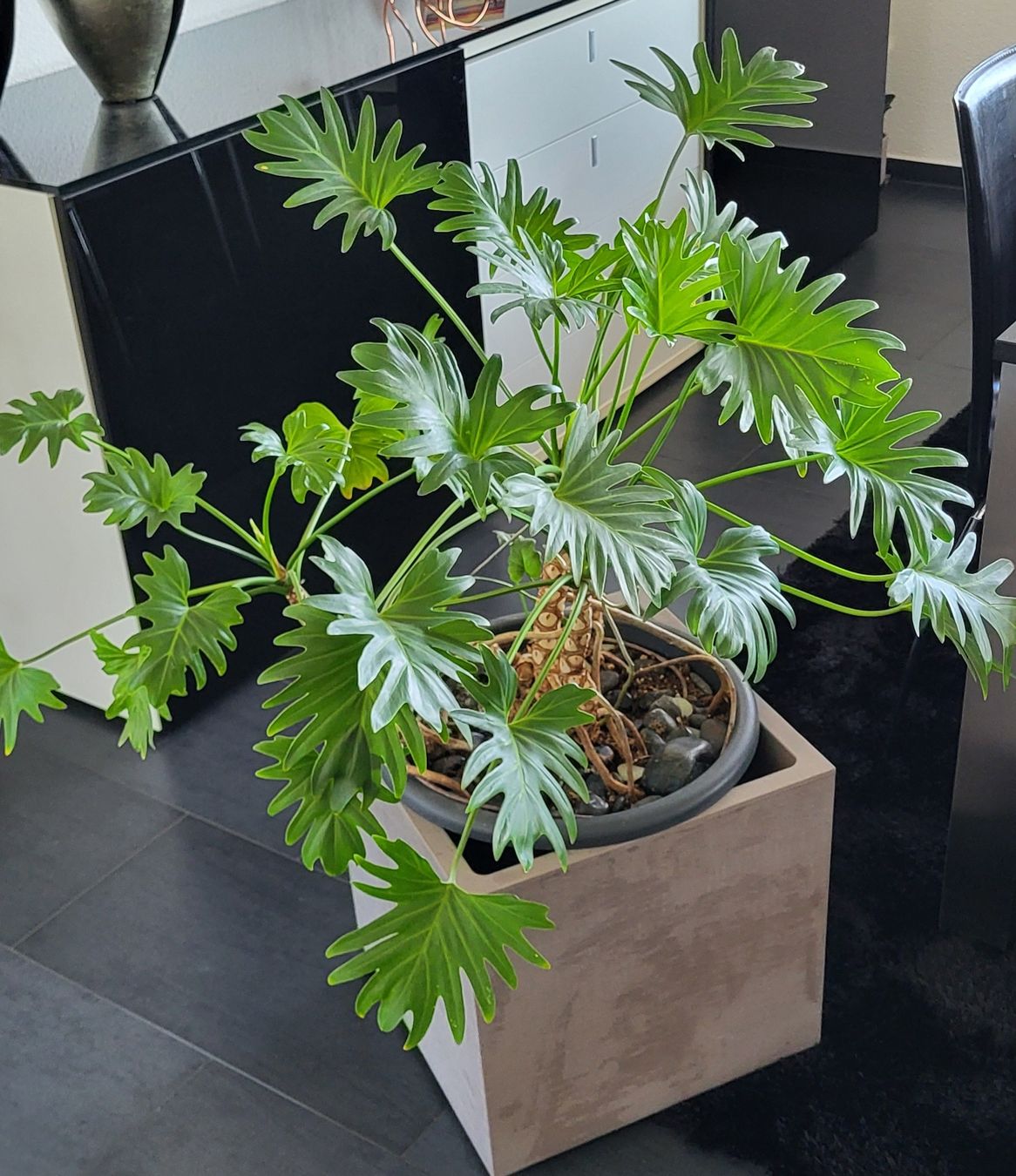 Piante & sementi: Philodendron xanadu – Usato da islikon venduto da mir_8cbw 2
