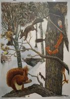 ⭐Schulwandbild Nr. 106 „Eichhörnchen“ – Robert Hainard @papp