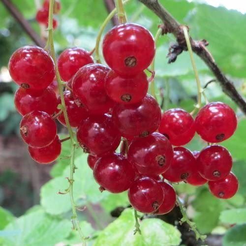Piante & sementi: Groseillier à grappes (3 variétés) – Nuovo (secondo la descrizione) da Bremblens venduto da FIBONACCI369 1