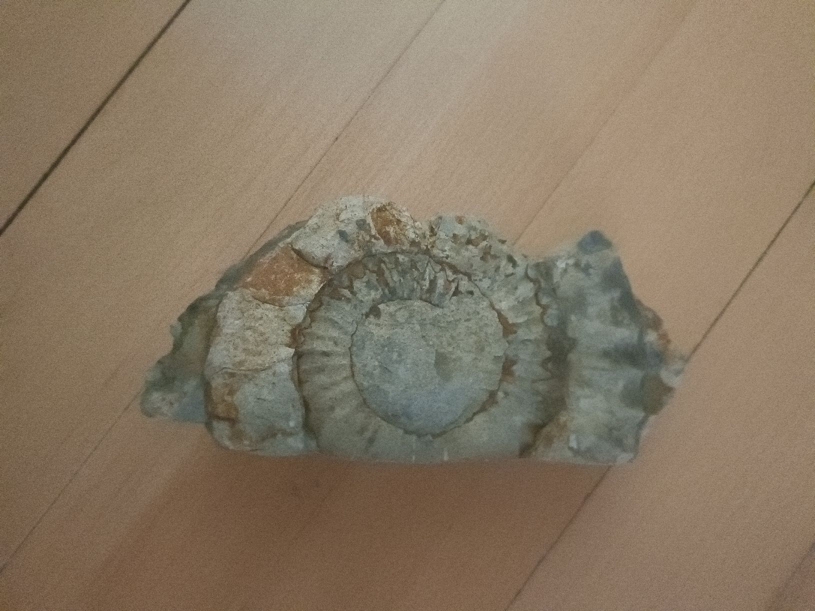 Fossilien: Fossiler Goniatit / Manticoceras sp. – Oberdevon – Gebraucht aus Baden von LadyBaba