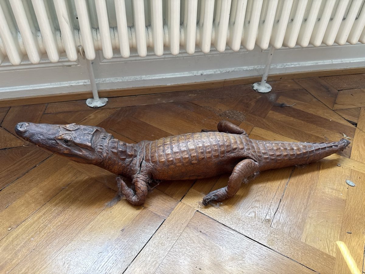 Monde des animaux: Krokodil ausgestopft – D'occasion à Basel par Ramses1179 3