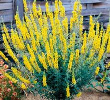 Ab 5.- fr 20 SAMEN WILD CYTISUS LUNAGOLD - GELB‪