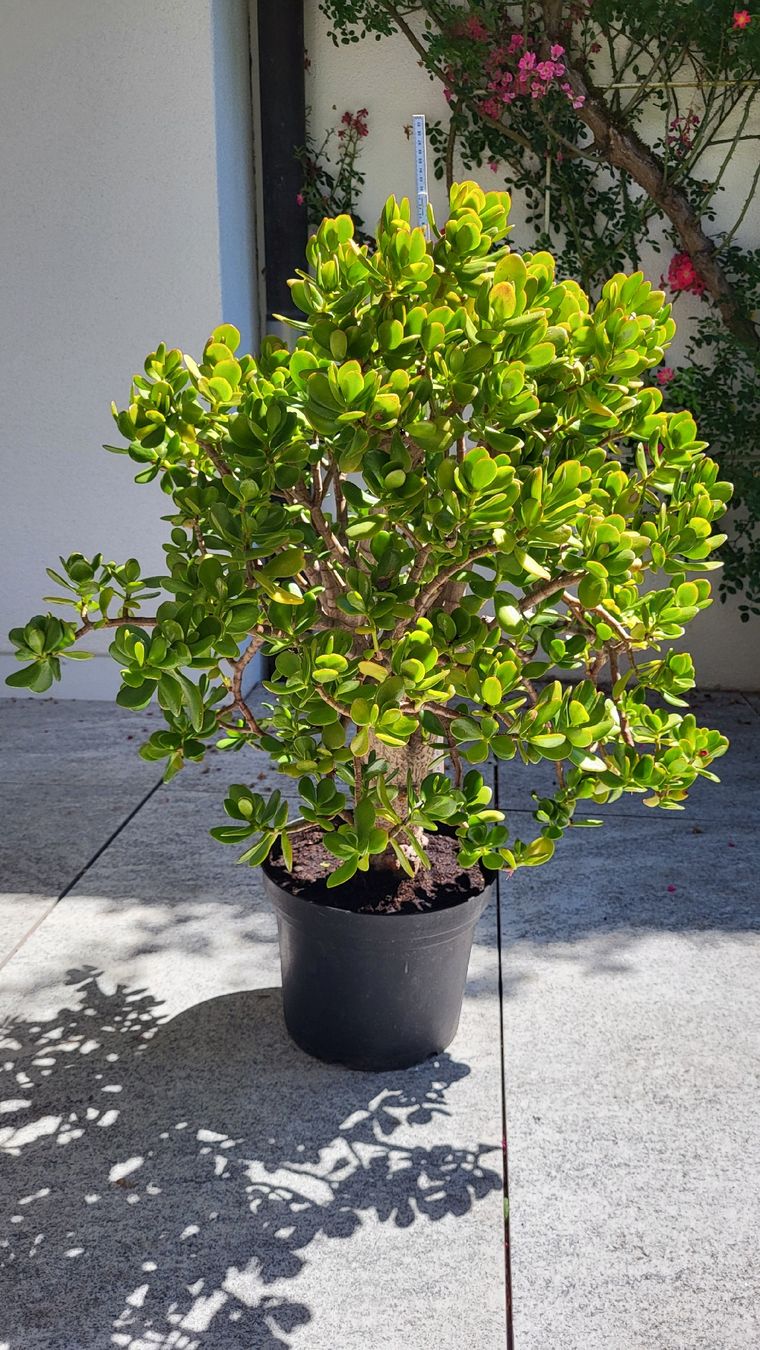 Plantes & graines: Geldbaum ca.90 cm hoch. – D'occasion à Muttenz par Igma