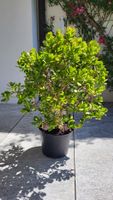 Geldbaum ca.90 cm hoch.