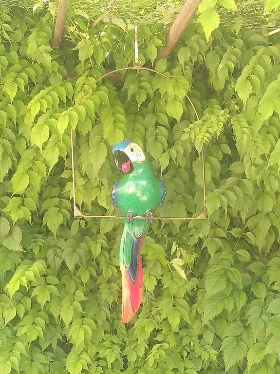 Tutte le decorazioni: Perroquet sur son perchoir – Usato da Neuchâtel venduto da SyMil 2